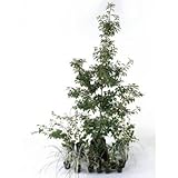 ナテュラル 半日陰 セットアップガーデン 植木 苗 セット商品