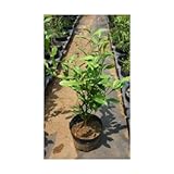 お茶の木 5号ポット