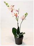 IKEA FEJKA人工鉢植え、Orchidライラック