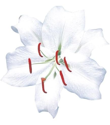 Amazon.co.jp: 豪華すぎるカサブランカ 芽出し球根 ユリの苗 №127
