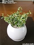 Ficus Pumila / Perfect Circle White / フィカス・プミラ / パーフェクトサークル・ホワイト / インテリア観葉植物 / 鉢植え