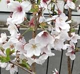 【桜苗木】 染井吉野桜