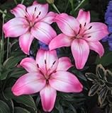 スカシユリ球根　レヴィ　　２球入