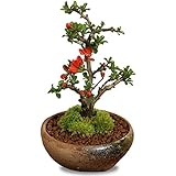 ミニ盆栽：長寿梅(瀬戸焼三彩鉢)*bonsai
