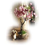 桜盆栽　　　これで自宅で　桜を楽しめる　さくら盆栽　　4月中頃に開花します。
