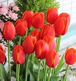 チューリップ　ワールドフェボリート　５球入