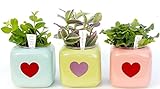 キューブポットハートシール付き3種セットアソート