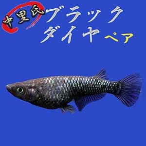 Amazon プレミアムメダカ 中里氏オリジナル ブラックダイヤ ペア 中里氏血統 21年度新バージョン U Rak Shop 観賞魚 水中生物 通販