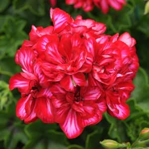 Amazon 宿根草 栄養系 アイビーゼラニューム ゼラニウム カラーケード レッドアイス １株 プランター