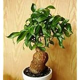 【種子】Talinum Caffrum ◆タリナム・カフラム(カフルム)◎丈夫な塊根植物の入門種◆種子5粒 [並行輸入品]