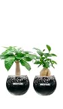 GREEN PLACE ガジュマル パキラ 観葉植物 本物 卓上 ミニ 2点セット カーボン バルーン鉢
