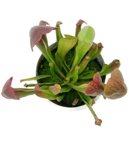 Amazon｜[観葉植物フェア]ヘリアンフォラ 3号ポット[食虫植物]｜観葉