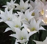 チューリップ　サッポロ　５球入