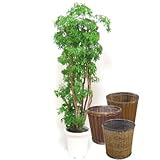 タイワンモミジ 10号サイズ【バスケット(鉢カバー) 付き】 バスケット01