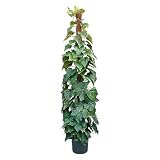 光触媒・人工観葉植物 アイビーポール 120cm 黒(鉢の色)