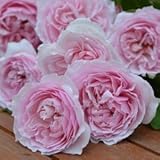 バラ苗 エウリディーチェ 国産大苗オリジナル角鉢6号 四季咲き 中輪 ピンク系 ロサ オリエンティス