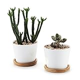 T4U 8.5CM 陶器鉢 白 円形 シンプルデザイン 植木鉢 多肉植物 サボテン鉢 竹トレイ付き 2個入り