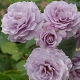 バラ苗 ノヴァーリス 国産大苗裸苗 フロリバンダ(FL) 四季咲き中輪 紫系