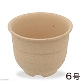 信楽エビネ鉢（焼締）６号　エビネ　植木鉢　山野草