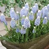 ムスカリ　オーシャンマジック　１０球入