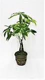 人工観葉植物 パキラポット 40cm 触媒加工