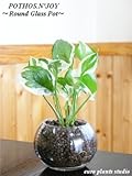 ポトス・エンジョイ / モダンラウンドグラス / Pothos N'joy / Modern Round Glass / イテリア観葉植物 / ハイドロカルチャーアレンジ