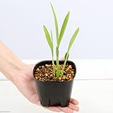 (山野草)ジュズダマ(数珠玉)苗 3号(1ポット) 本州・四国限定[生体]