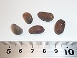 【松の種】アメリカヒトツバマツ＜米国一葉松＞ 種子5粒 Single-leaf pinyon 5 seeds
