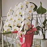エーデルワイス 【胡蝶蘭 3本立 白L】 ホワイト サイズ 開店祝 開業祝 記念日 就任祝 退職祝 誕生日