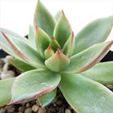 mcエケベリア アガボイデスレッドエッジ 多肉植物 エケベリア 9cmポット