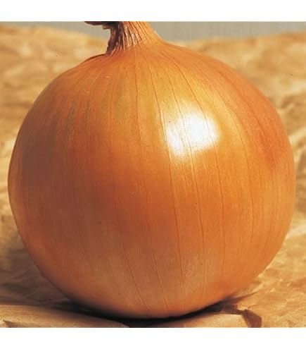 Amazon.co.jp: 野菜球根ホームたまねぎ赤 25球 日本産 簡単植えるだけ