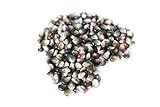 虹色の宝石とうもろこし種子 グラスジェムコーン50粒 (ダーク) Glass Gem Corn seeds (dark)