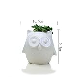 RaiFu 植木鉢　植木ポット　フクロウ　かわいい　卓上　ミニスカイプ　装飾　園芸　インテリア　デコレーション ホワイト　ボーイ