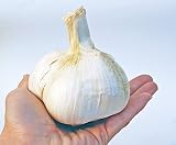 野菜種　ジャンボニンニク　500ｇ