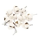 (ライチ) Lychee　10本入り　ドライフラワー 　綿花　コットンフラワー　フラワーデザイナーおすすめ　玄関/部屋/お店飾り　インテリア