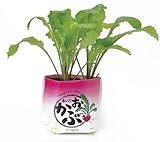 自産自消　私のおかぶ(12個セット)