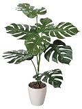 光触媒観葉植物 モンステラ1.0 207A100
