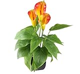 Arbeflo　鉢植え造花 人工観葉植物 インテリア　飾り　人工 　フェイク グリーン 緑　植物 (オレンジ)