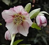 一重咲き・中輪 クリスマスローズ　 プレミアムコレクション　 ピンクラッフル 9cmポット2017年秋の新苗 花苗 ガーデニング 寄せ植え