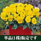 ビオラ フローラルパワー イエローサンライズ 10.5cmサイズ大ポット 1ポット パンジー ビオラ すみれ 苗 寄せ植え