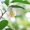 お茶の木 【サヤマカオリ】 5号ポット苗 4本と堆肥2袋セット