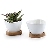T4U 8CM 陶器鉢 白 不規則三角形デザイン 植木鉢 多肉植物 サボテン鉢 竹トレイ付き 2個入り