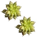 Auntwhale 人工偽プラスチック多肉植物ミニ景観盆栽材料DIY Fairy Garden Floral Deco