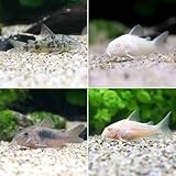 （熱帯魚）ビギナー向けおまかせコリドラス（５匹） 北海道・九州航空便要保温