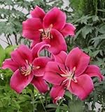 オリエンタルユリ　ラルゴ　１球入