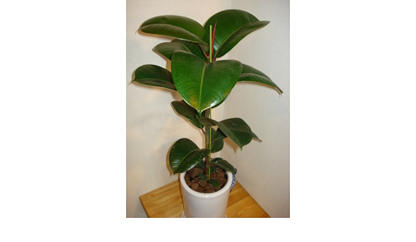 Amazon 超希少フィカス ソフィア 130cm前後 陶器鉢 観葉植物 オンライン通販