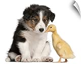 キャンバス上需要壁Peel「ボーダーコリー子犬壁アートプリント( 6週間古い) Playing With Domestic Duckling ( 1 Week古い) 14" x 11" 1103251