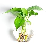SHINA 1個 壁掛け 六角形 ガラス 花瓶 水栽培ポット 観葉植物 水耕栽培植物 ホームデコレーション