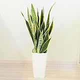 花由 観葉植物　７号鉢 サンスベリア リボン付き