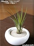 エアープランツチランジア・トリコロール / ホワイトイリプス / AirPlants Tillandsia・Tricolor / White Ellipse / インテリアグリーン / ミニ観葉植物